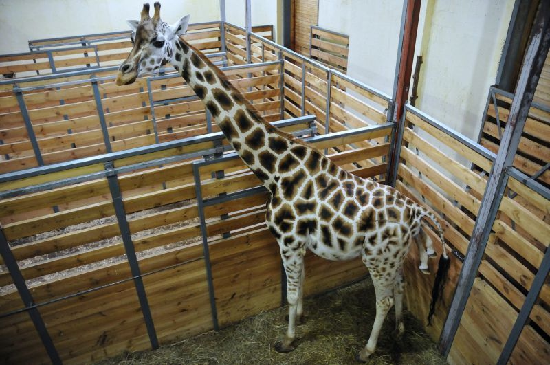 Žirafy v pražské zoo