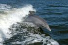 Na Krymu dezertovali bojoví delfíni, jsou ozbrojení
