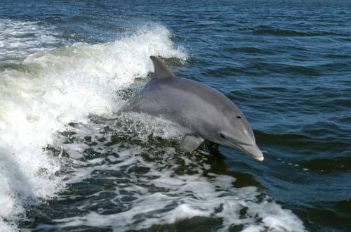 Delfíni na Jadranu