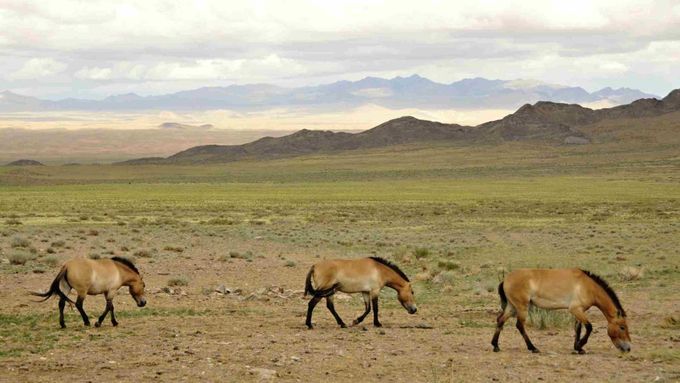 Pražští koně Převalského se vrátili do Mongolska, země svých prapředků