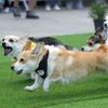 Vilnius, Corgi, pes, závody, Litva, přehlídka, zábava