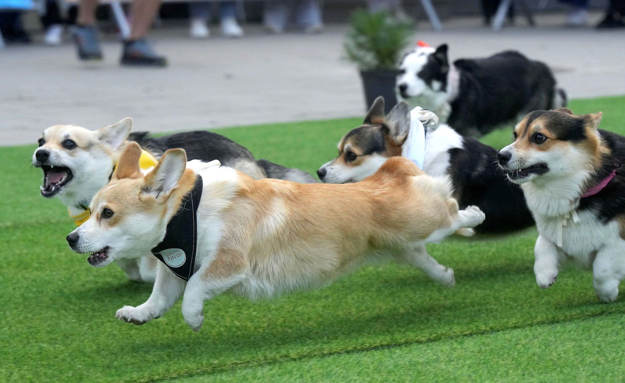 Vilnius, Corgi, pes, závody, Litva, přehlídka, zábava