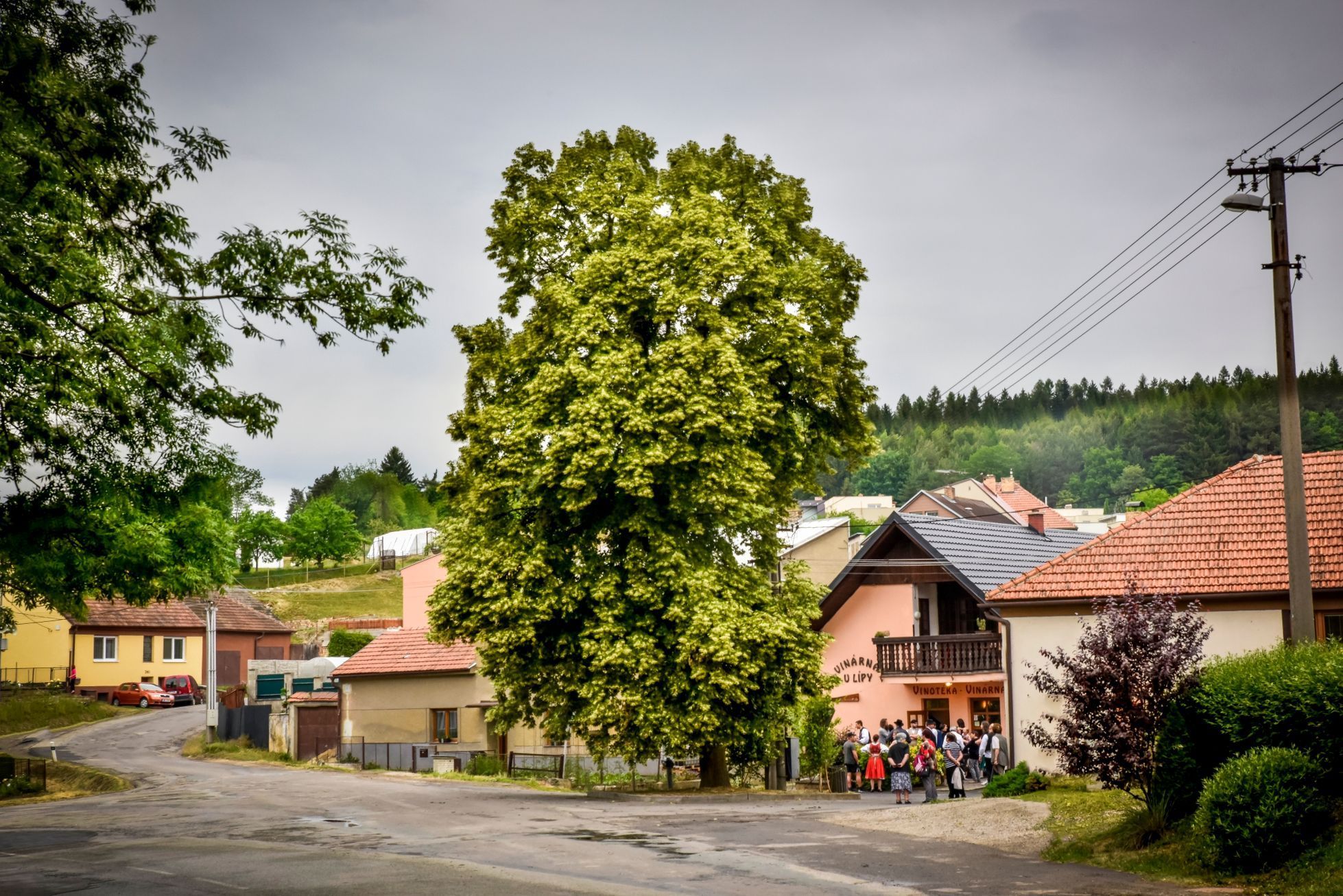 Strom roku 2018 - Zádvorská lepa, Velké Opatovice