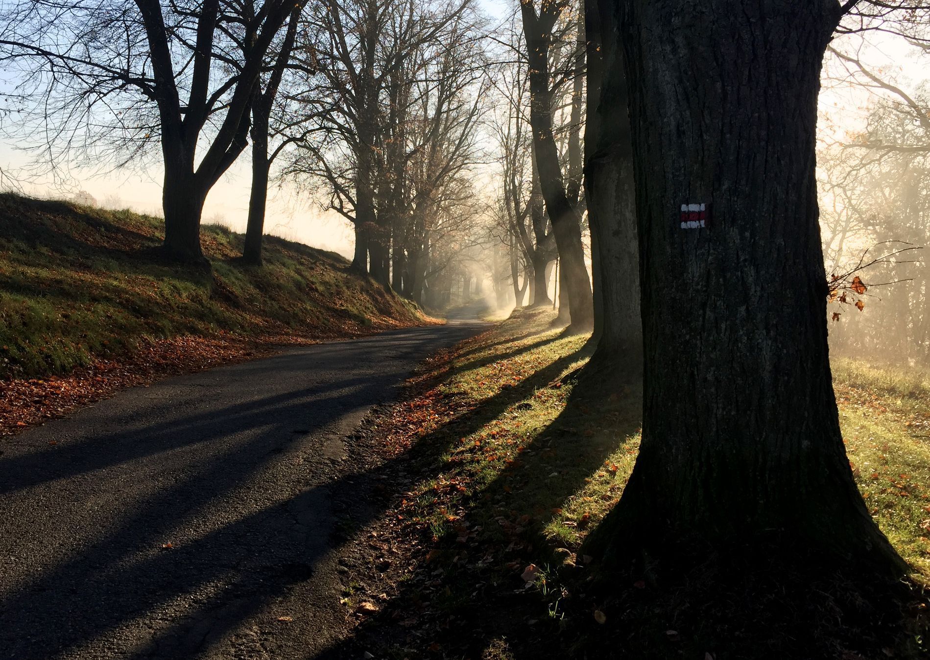 Soutěžní snímky Alej roku 2022