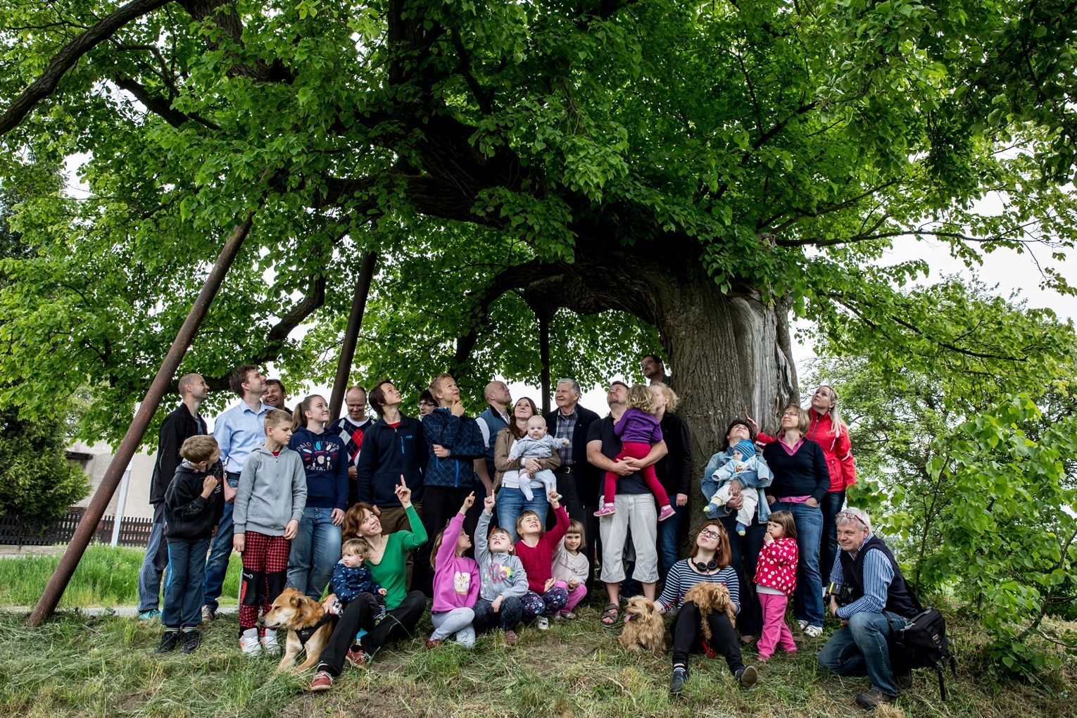 Strom roku 2015 - Masarykova lípa