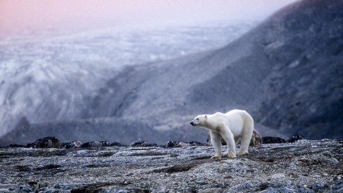Lední medvěd zachycený fotografem na norských Špicberkách.