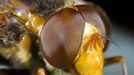 Lesser Hornet Hoverfly, Volucella inanis, close-up of eyes, summer, Norfolk UK