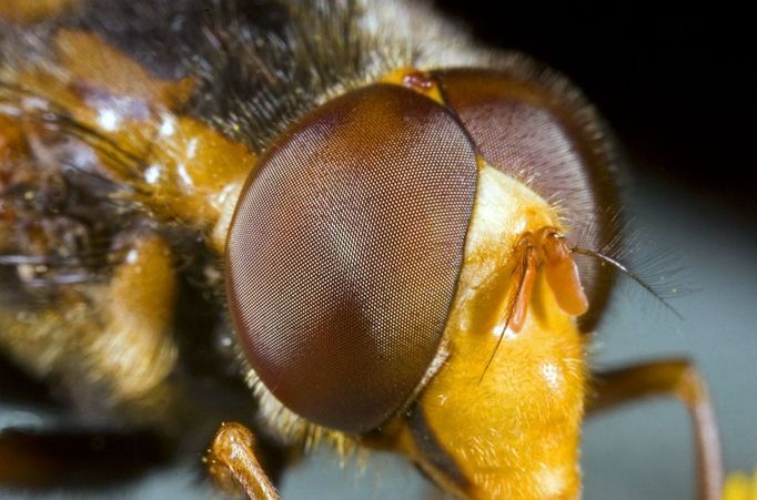 Lesser Hornet Hoverfly, Volucella inanis, close-up of eyes, summer, Norfolk UK