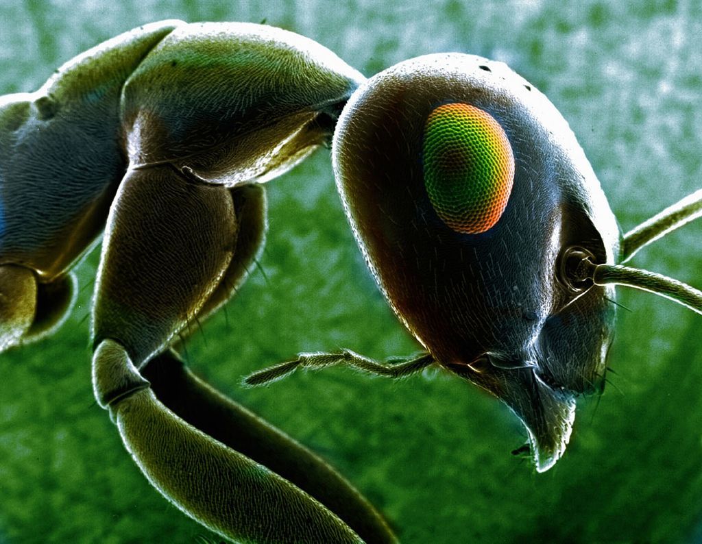 Foto: Fascinující svět hmyzích očí