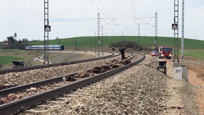 Vlak na Berounsku vjel do stáda ovcí. Uhynulo čtyřicet zvířat, cestujícím se nic nestalo