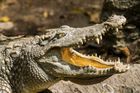 Australance se nepodařilo zachránit kamarádku z tlamy krokodýla. Záchranáři po ní pátrají