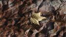 A fallen leaf is seen on the red rocks next to the Dylan Thomas Boathouse during an Autumn day at Laugharne, south Wales October 14, 2012. REUTERS/Rebecca Naden (BRITAIN - Tags: ENVIRONMENT) Published: Říj. 14, 2012, 2:29 odp.