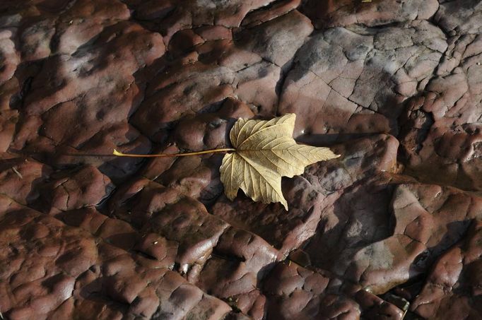 A fallen leaf is seen on the red rocks next to the Dylan Thomas Boathouse during an Autumn day at Laugharne, south Wales October 14, 2012. REUTERS/Rebecca Naden (BRITAIN - Tags: ENVIRONMENT) Published: Říj. 14, 2012, 2:29 odp.