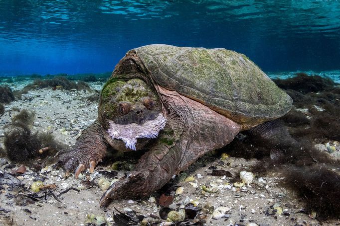 Vítězné fotografie ze soutěže Underwater Photographer of the Year 2023