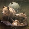 Slovensko a medvědi - zoo Bojnice a Mosty u Jablunkova