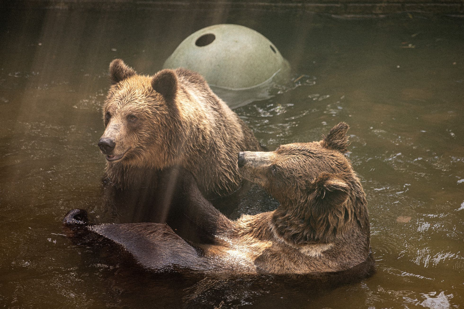 Slovensko a medvědi - zoo Bojnice a Mosty u Jablunkova