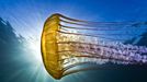 Rosenstiel School 2012 Underwater Photography Contest Fan Favorite Todd Aki Sea nettle Chrysaora quinquecirrh taken on an early morning shore dive off the Breakwater - Monterey, California, USA