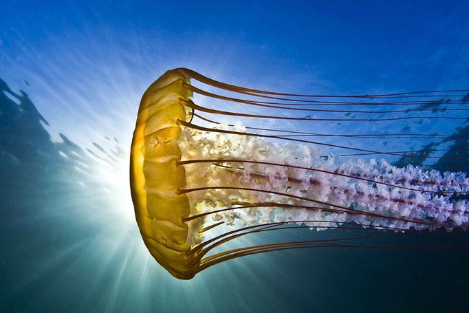 Rosenstiel School 2012 Underwater Photography Contest Fan Favorite Todd Aki Sea nettle Chrysaora quinquecirrh taken on an early morning shore dive off the Breakwater - Monterey, California, USA