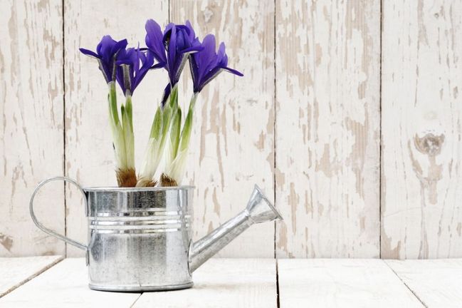 Když daruje kosatec