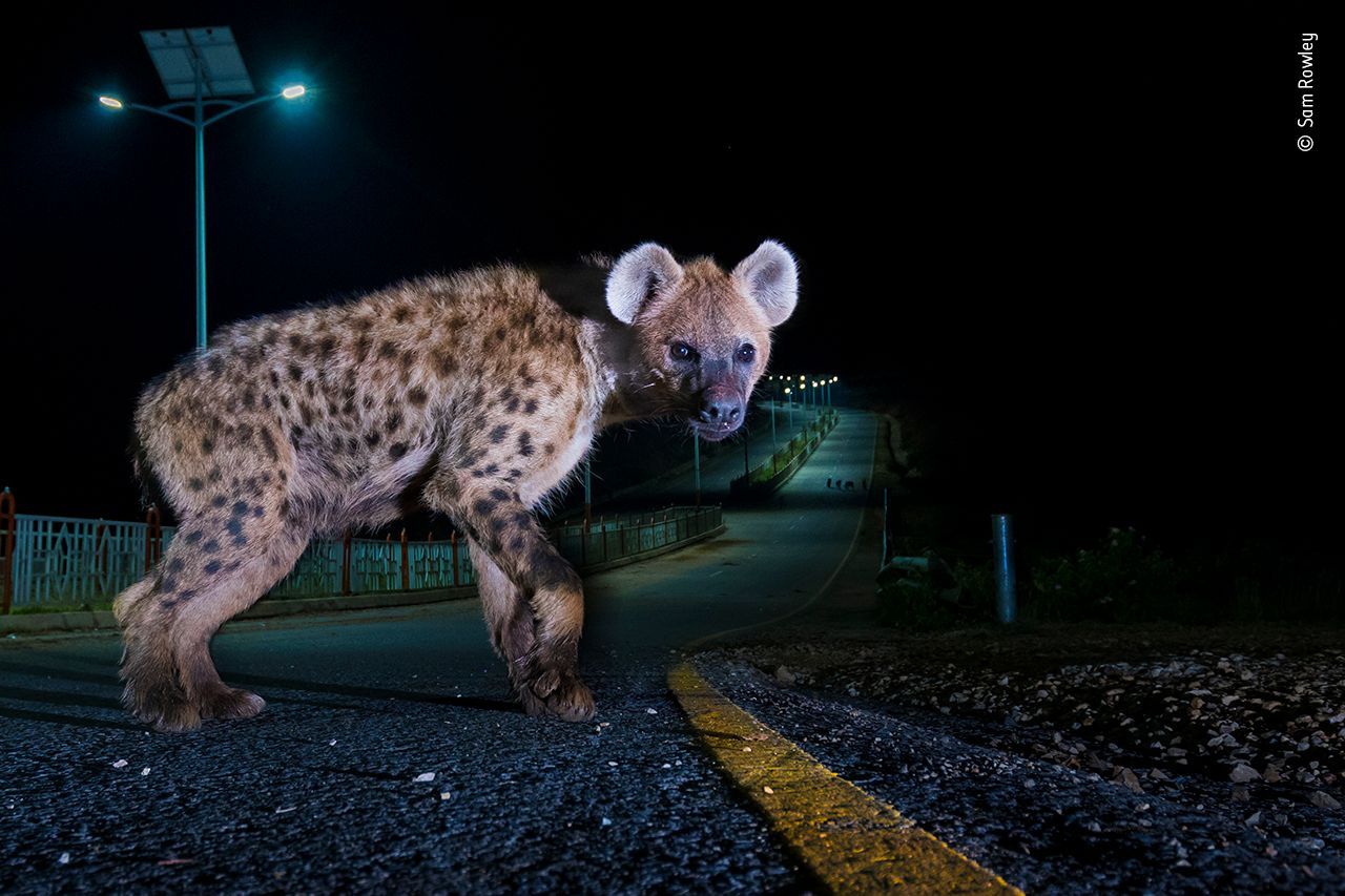 Wildlife Photographer of the Year: fotografie, které se utkají o cenu diváků