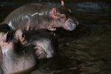 Plavat ale hroše umí hned od narození. "Ve vodě se dokonce dokáže i napít mléka, což je mezi savci výjimečná věc," upozorňují chovatelé z pražské zoo.