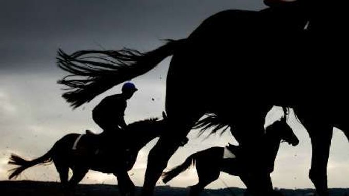 Cheltenham se blíží. Na snímku koně při výběhu v předvečer prvního závodu.
