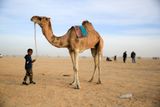 Tuniský chlapec vodí svého velblouda. Zvíře ho bude provázet celým životem, tak jako ho provází během Mezinárodního festivalu Sahara.