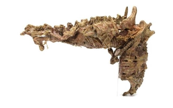 Organická střelná zbraň (rekvizita); eXistenZ, 1999, nalezené předměty (kostry vodních živočichů, zubní protéza), komponenty hobby stavebnice (dinosaurus), 25,4