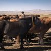 Mongolsko, mongolové, pastevci, pastevec, jurta, kůň, koně, poušť Gobi