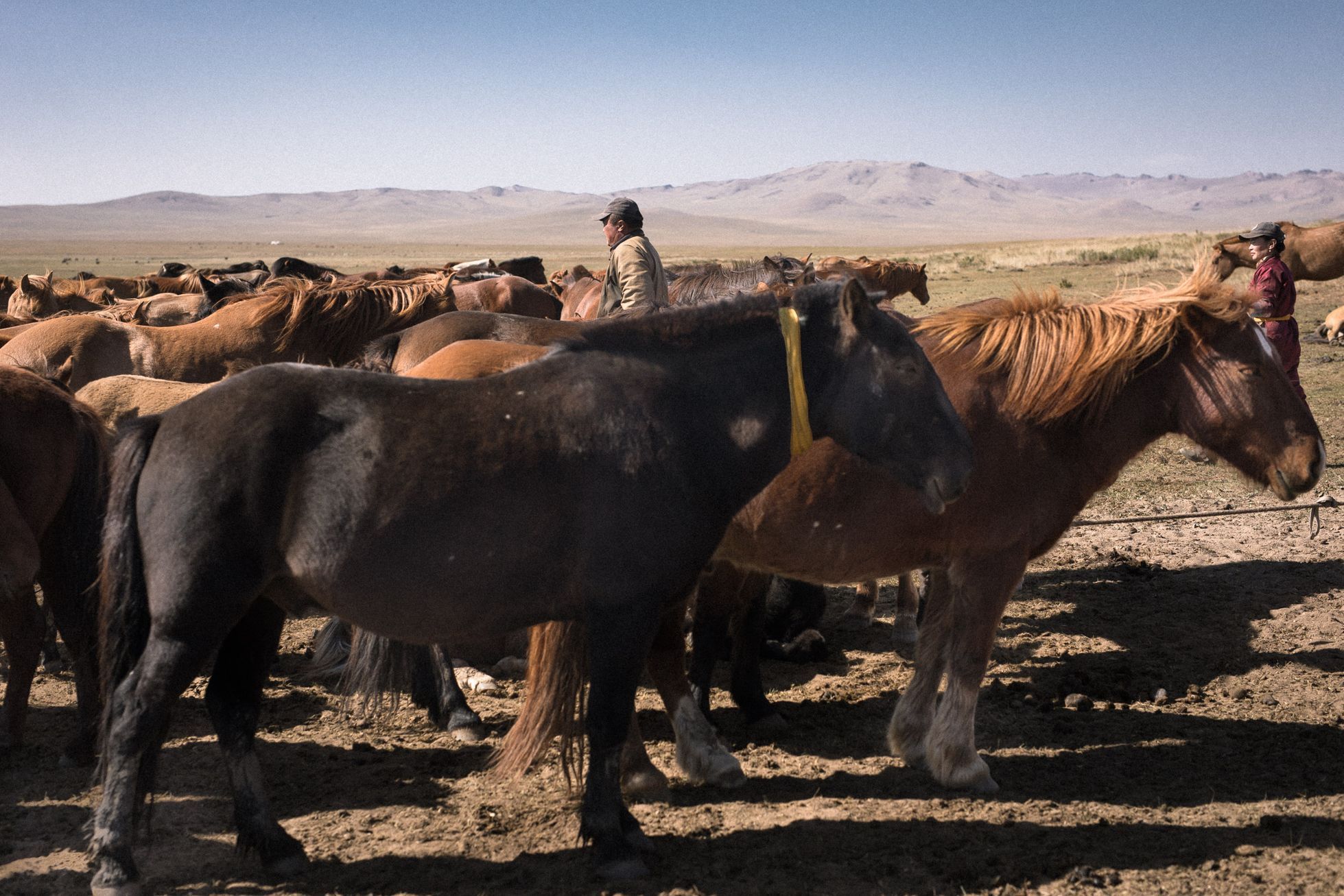 Mongolsko, mongolové, pastevci, pastevec, jurta, kůň, koně, poušť Gobi