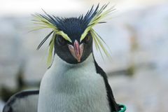 Zoo pouští tučňákovi seriál Pingu, aby nebyl sám. Osiřelý pták na něj reaguje zpěvem