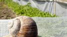 A grapevine snail moves across the fencing of a snail farm as the farmers look on in Scharpitz on the north-eastern German island of Ruegen 06 August 2007. The wet weather has been advantageous for the snail’s growth this year. The snails will eventually be sold to French and Italian restaurants when they have reached a weight of 15 grams. AFP PHOTO DDP/JENS KOEHLER GERMANY OUT