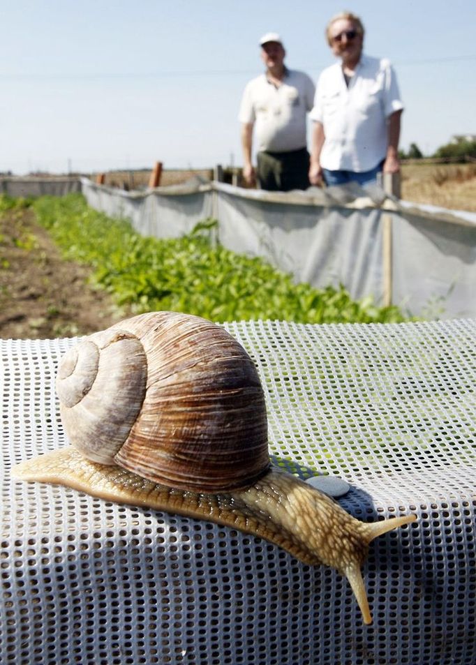 A grapevine snail moves across the fencing of a snail farm as the farmers look on in Scharpitz on the north-eastern German island of Ruegen 06 August 2007. The wet weather has been advantageous for the snail’s growth this year. The snails will eventually be sold to French and Italian restaurants when they have reached a weight of 15 grams. AFP PHOTO DDP/JENS KOEHLER GERMANY OUT