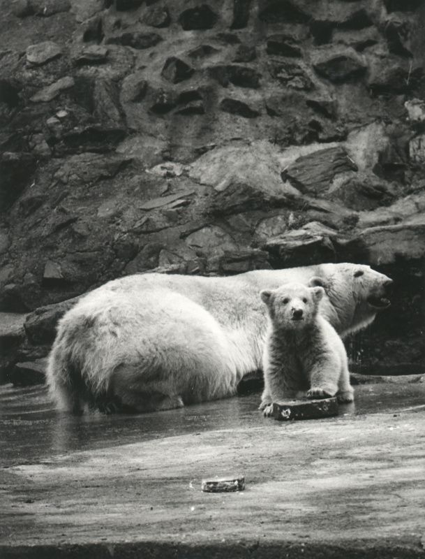 Z historie pražské zoo