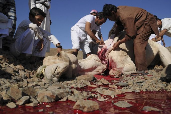 Saudis slaughter a camel on the first day of Eid-al-Adha in Tabouk, 1,500 km (932 miles) from Riyadh October 26, 2012. Muslims around the world celebrate Eid-al-Adha to mark the end of the Haj by slaughtering sheep, goats, cows and camels to commemorate Prophet Abraham's willingness to sacrifice his son Ismail on God's command. REUTERS/Mohamed Alhwaity (SAUDI ARABIA - Tags: RELIGION ANIMALS) Published: Říj. 26, 2012, 1:49 odp.