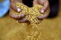 Indie zakázala vyvážet bílou rýži s výjimkou basmati, jde o čtvrtinu jejího vývozu