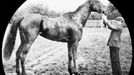 Vítězka vůbec prvního dostihu v Chuchli, klisna Vision z majetku veterináře Františka Bartosche. Psalo se září 1906.