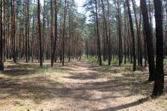 Státní Lesy dají externím právníkům dalších 170 milionů