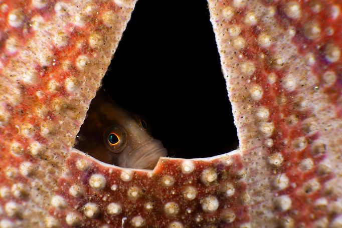 Vítězné fotografie ze soutěže Underwater Photographer of the Year 2023