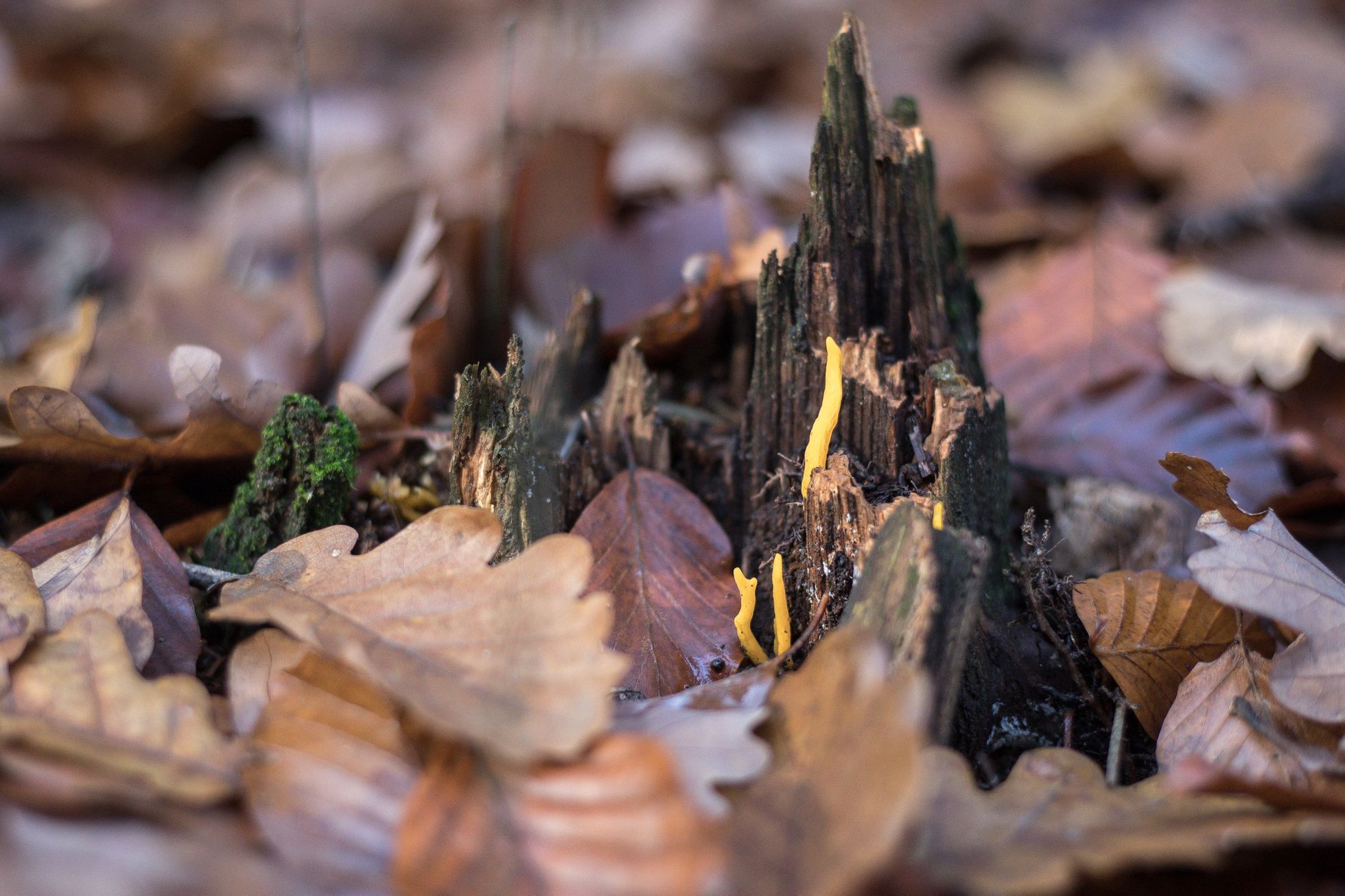 Houby, houbaření, les, podzim, počasí, Voděradské bučiny