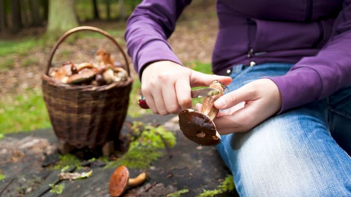 Už neporostou. Změna klimatu ohrožuje houby, nejzranitelnější jsou hřiby i křemenáče