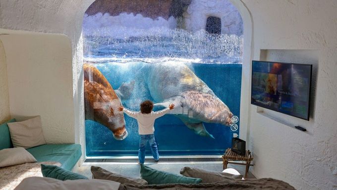 Pairi Daiza je domovem pro více než 7500 zvířat z více než 800 druhů a důsledně se hlásí k ochraně ohrožených zvířat a jejich přirozeného prostředí.