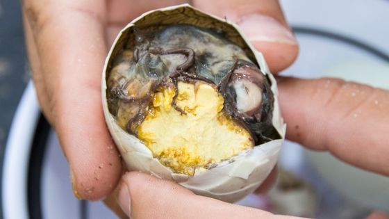 I děsivá jídla mohou být delikatesou.