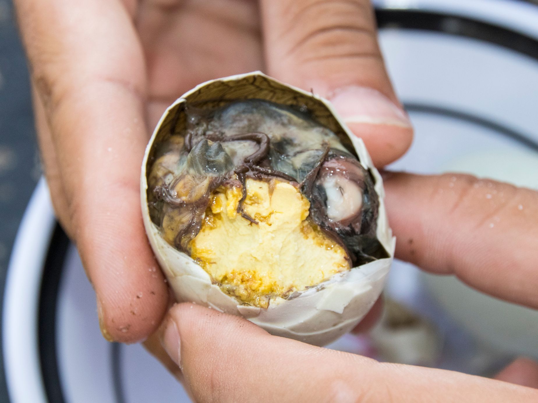 Obrazem: Jídla z pekla, nebo nebe? 18 šokujících delikates světa