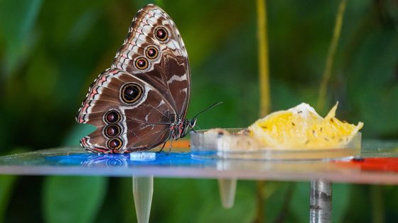 Pijí krev, pot i slzy. Za motýlí krásou můžete do Troji naposledy o víkendu