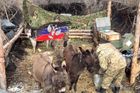 Osli se na ukrajinské frontě začali objevovat ve stále větším množství. Transportují munici, vodu, palivo, potraviny a vše další, co ruští vojáci v první linii potřebují.
