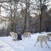 Fotogalerie: Život s vlky