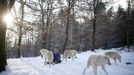 Wolf researcher Werner Freund is surrounded by Arctic wolves in an enclosure at Wolfspark Werner Freund, in Merzig in the German province of Saarland January 24, 2013. Freund, 79, a former German paratrooper, established the wolf sanctuary in 1972 and has raised more than 70 animals over the last 40 years. The wolves, acquired as cubs from zoos or animal parks, were mostly hand-reared. Spread over 25 acres, Wolfspark is currently home to 29 wolves forming six packs from European, Siberian, Canadian, Artic and Mongolian regions. Werner has to behave as the wolf alpha male of the pack to earn the other wolves respect and to be accepted. Picture taken January 24, 2013. REUTERS/Lisi Niesner (GERMANY - Tags: ANIMALS SOCIETY) Published: Led. 26, 2013, 2:44 odp.