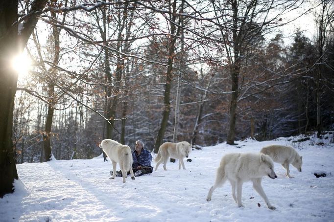 Wolf researcher Werner Freund is surrounded by Arctic wolves in an enclosure at Wolfspark Werner Freund, in Merzig in the German province of Saarland January 24, 2013. Freund, 79, a former German paratrooper, established the wolf sanctuary in 1972 and has raised more than 70 animals over the last 40 years. The wolves, acquired as cubs from zoos or animal parks, were mostly hand-reared. Spread over 25 acres, Wolfspark is currently home to 29 wolves forming six packs from European, Siberian, Canadian, Artic and Mongolian regions. Werner has to behave as the wolf alpha male of the pack to earn the other wolves respect and to be accepted. Picture taken January 24, 2013. REUTERS/Lisi Niesner (GERMANY - Tags: ANIMALS SOCIETY) Published: Led. 26, 2013, 2:44 odp.