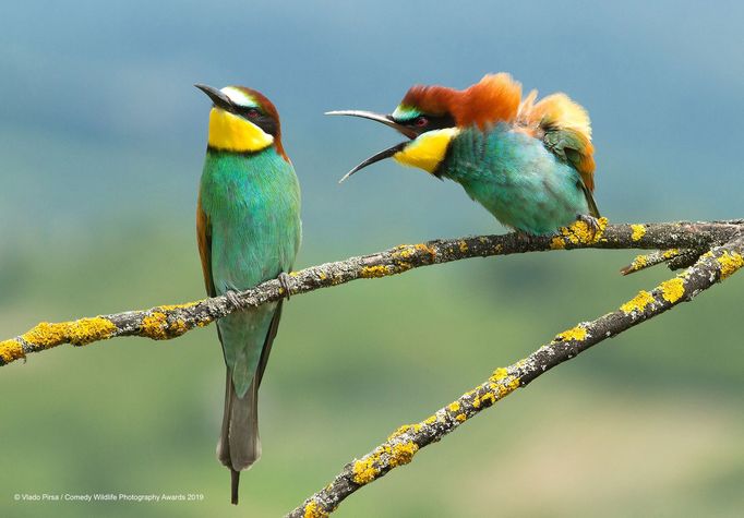 Finalisté soutěže Comedy Wildlife Photography Awards 2019